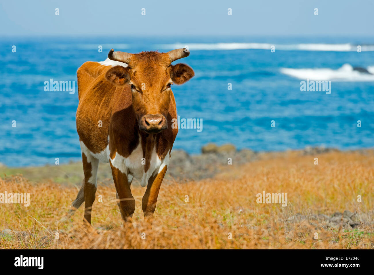 Cattle on the Pacific coast, Easter Island, Chile Stock Photo