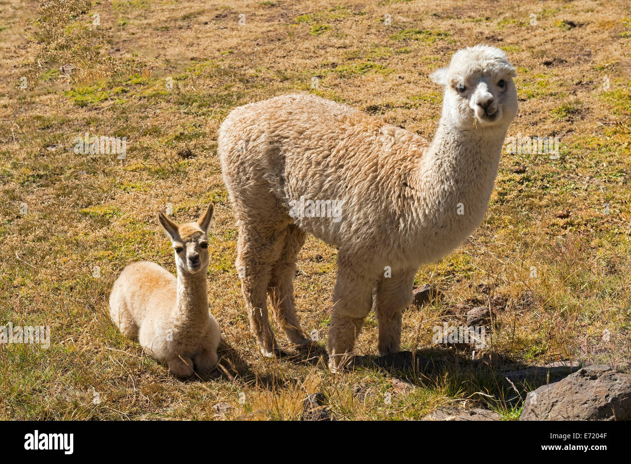 Alpaca (Vicugna pacos) adult with young, Peru Stock Photo