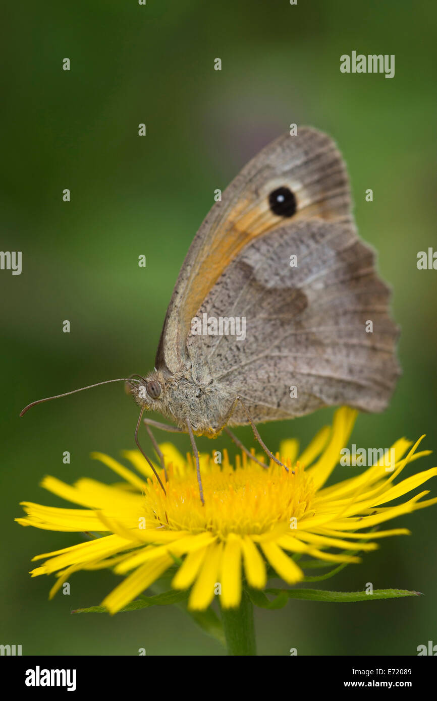 Meadow Brown (Maniola jurtina) on a British Yellowhead (Inula britannica), Burgenland, Austria Stock Photo