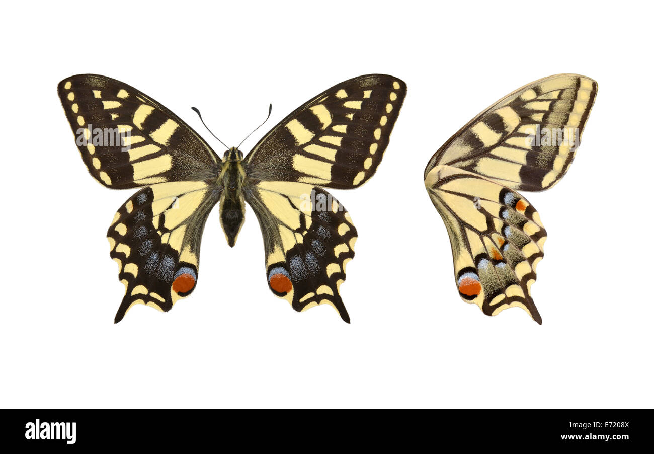 Swallowtail - Papilio machaon britannicus - female. Stock Photo
