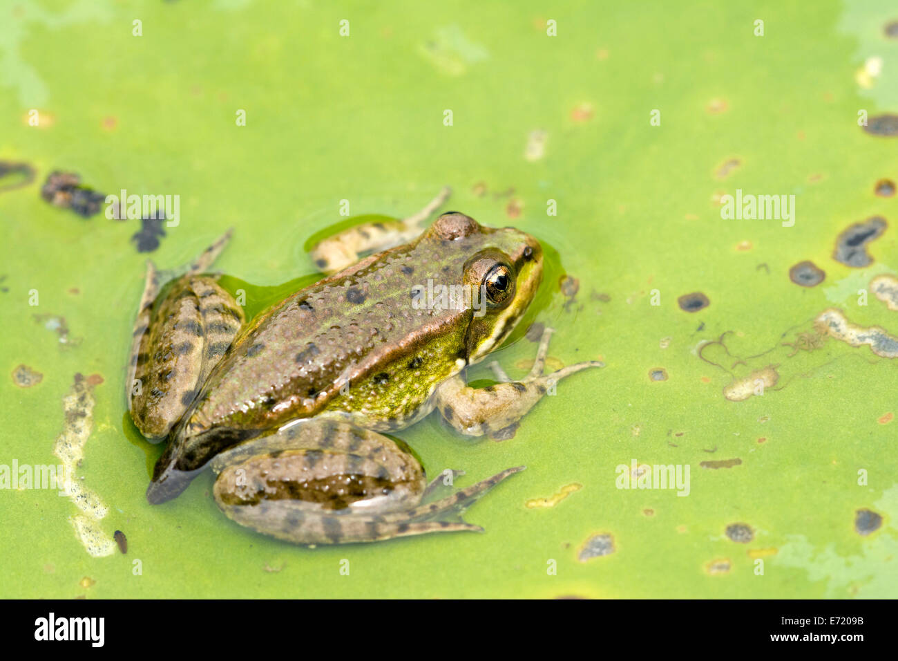Edible Frog (Rana esculenta), young, perched on a floating leaf, Burgenland, Austria Stock Photo