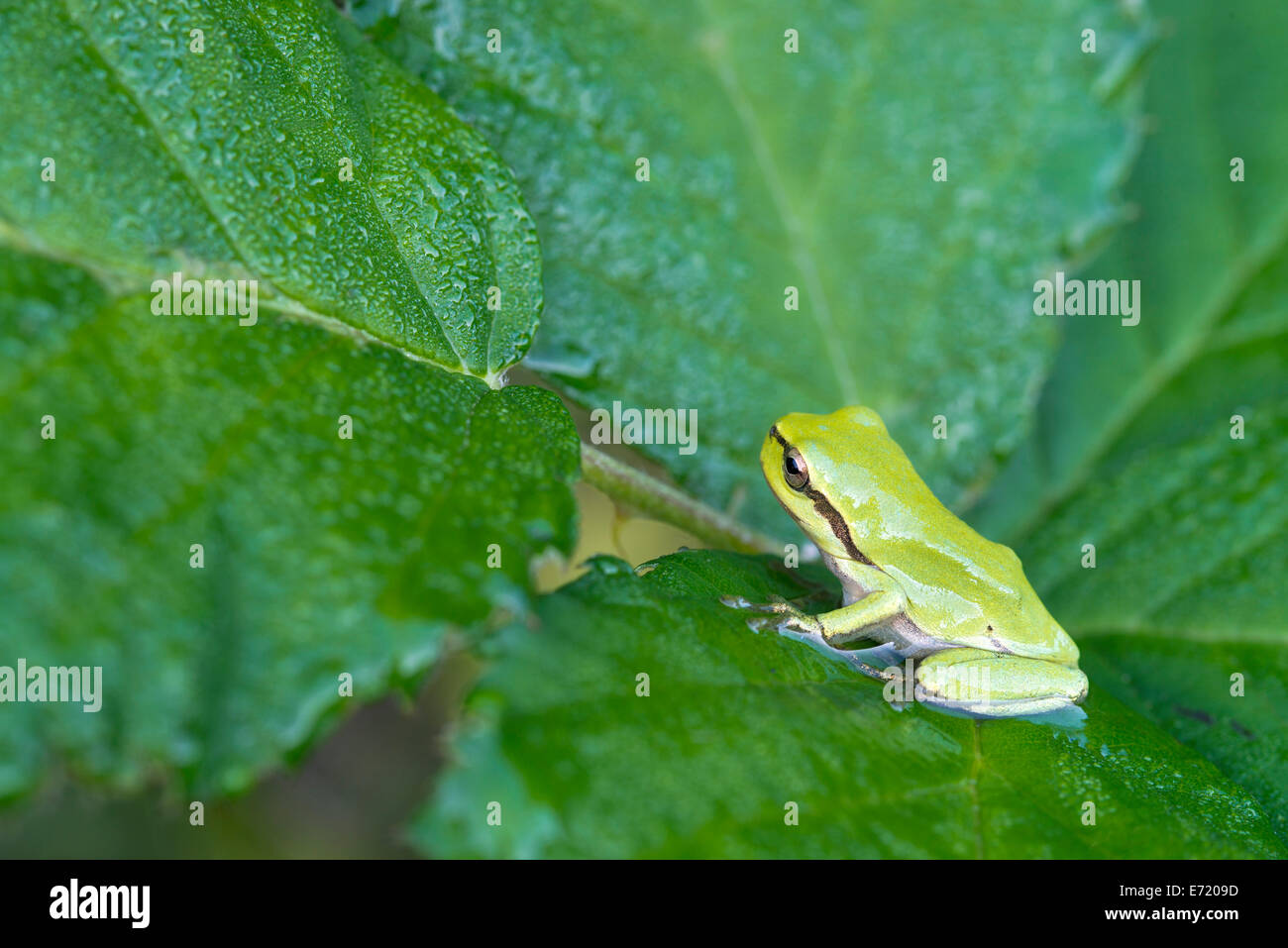 European Tree Frog or Treefrog (Hyla arborea), young, Burgenland, Austria Stock Photo