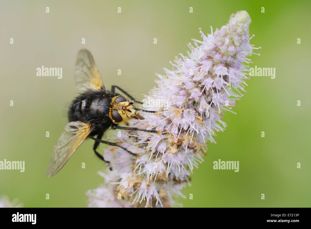 Giant Tachinid Fly, Tachina grossa, parasitic fly, Wales, UK. Stock Photo
