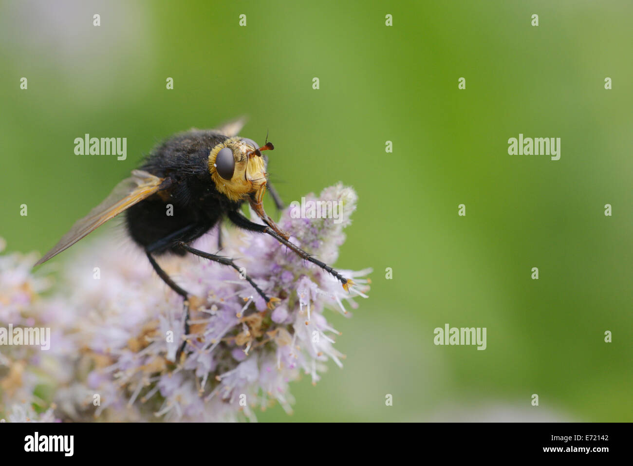 Giant Tachinid Fly, Tachina grossa, parasitic fly cleaning extended ...