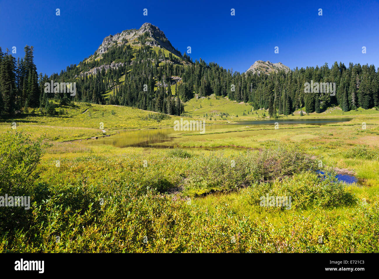Green forest blue river hi-res stock photography and images - Alamy