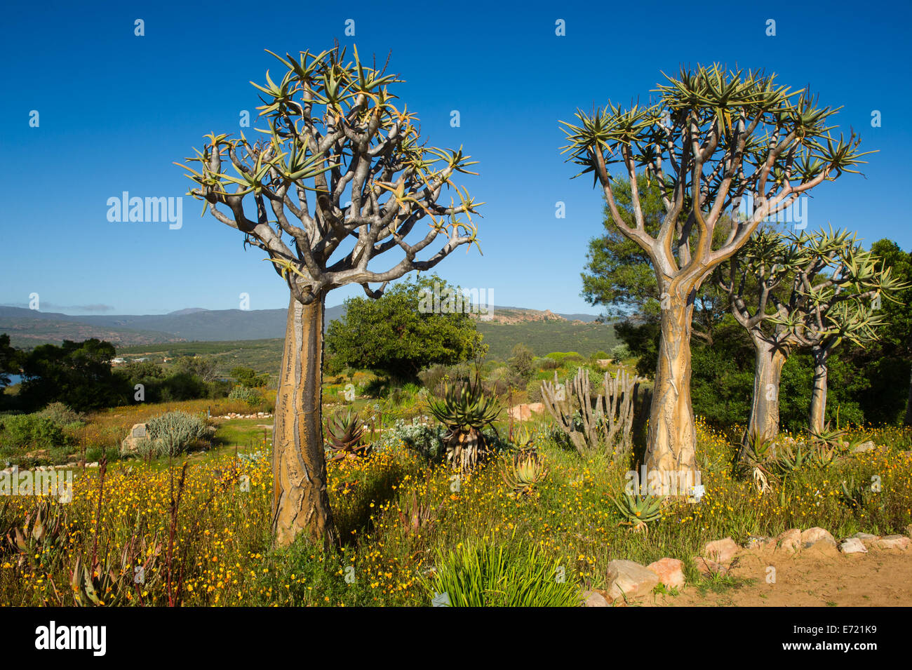 Kokerbooms in Ramskop Wildflower Garden, Clanwilliam, South Africa Stock Photo