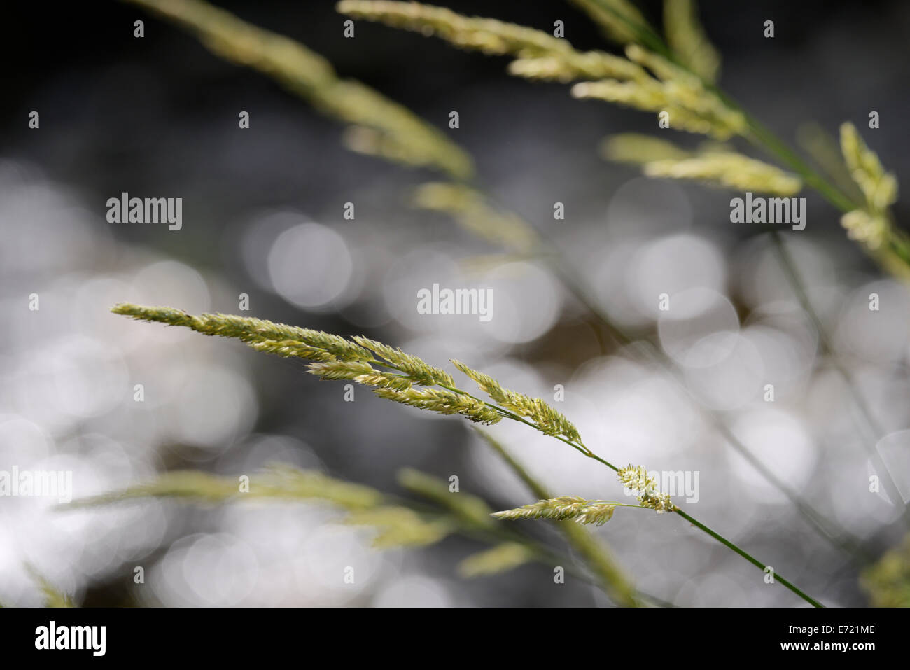 Phalaris arundinacea, Reed Canary Grass, Wales, UK Stock Photo