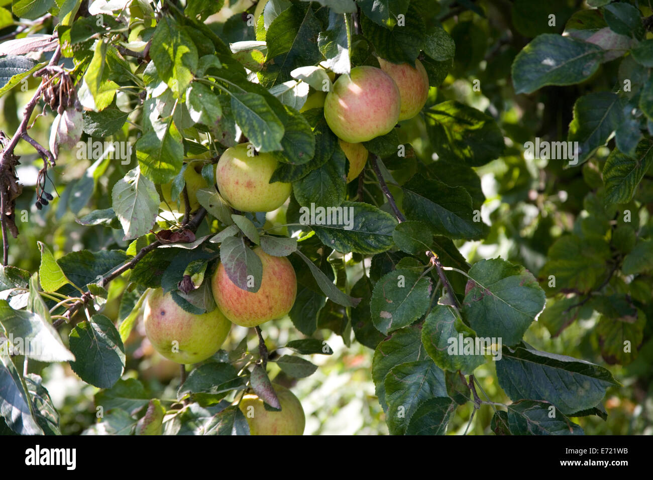 Apples on tree Stock Photo
