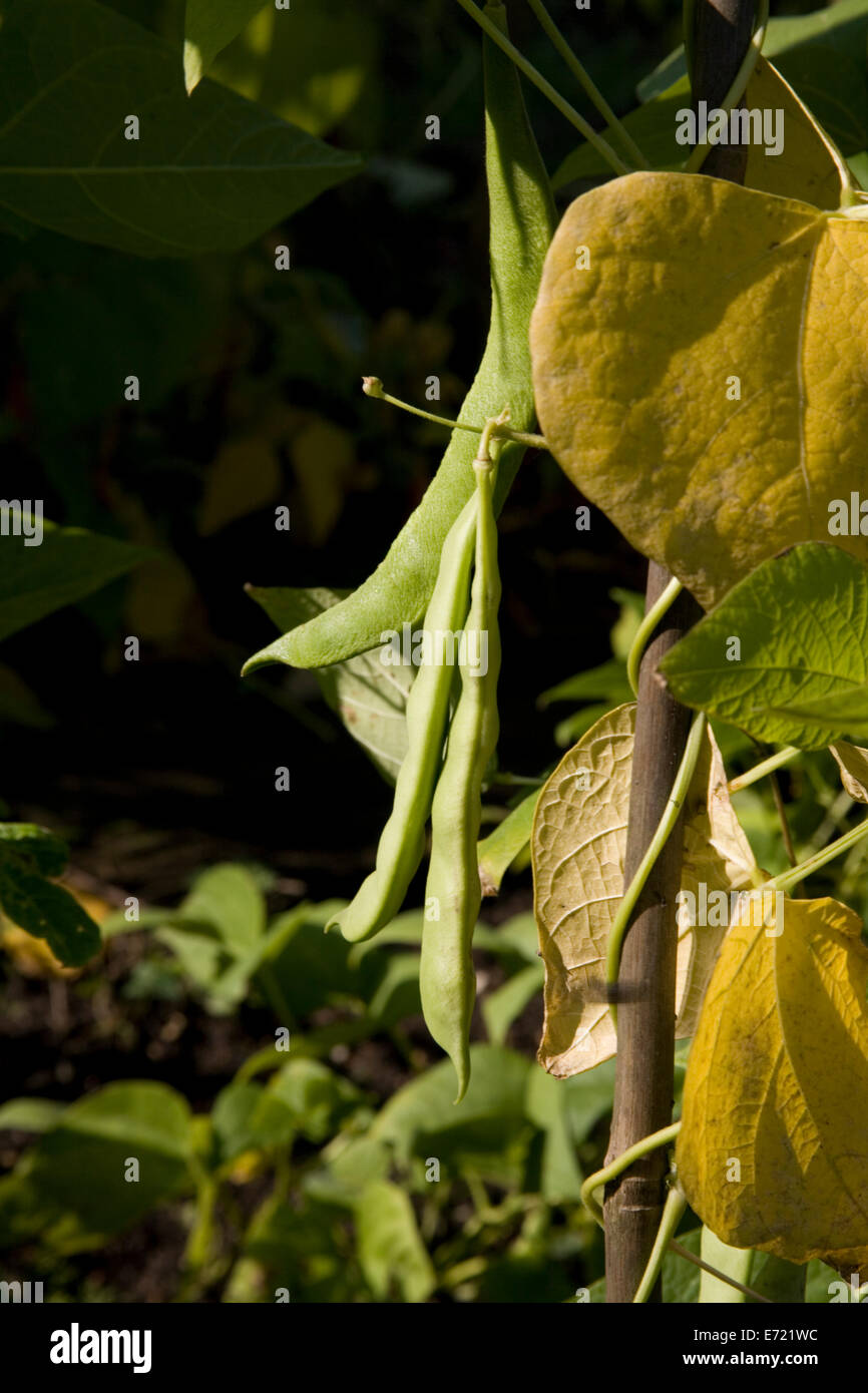 Runner beans canes hires stock photography and images Alamy