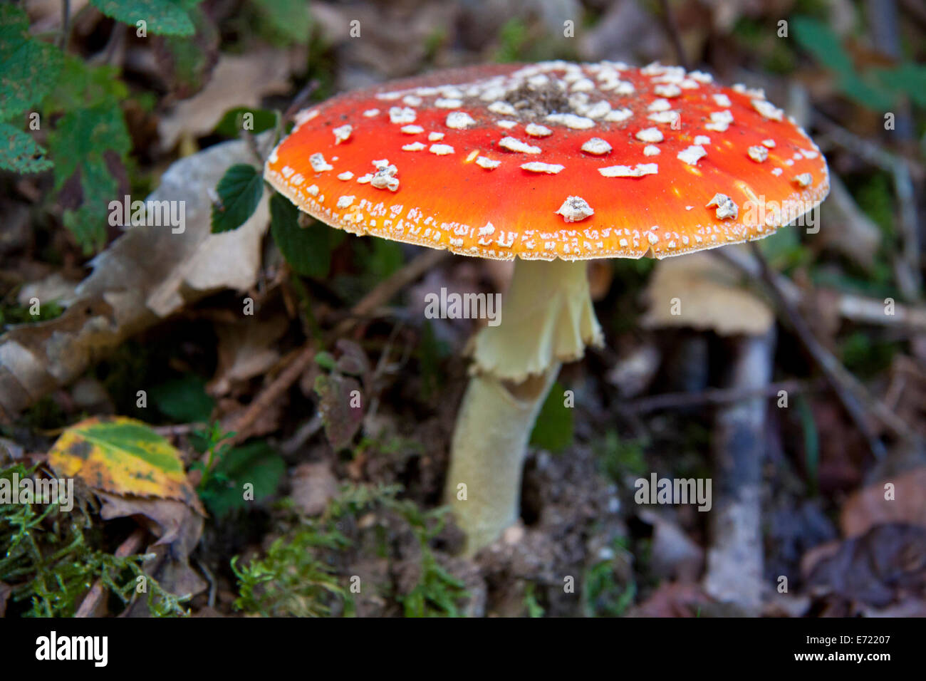 Red and white spotted mushroom in a forest Stock Photo - Alamy