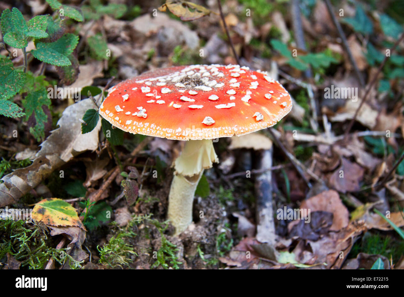 Red white spotted mushroom in the forest Stock Photo