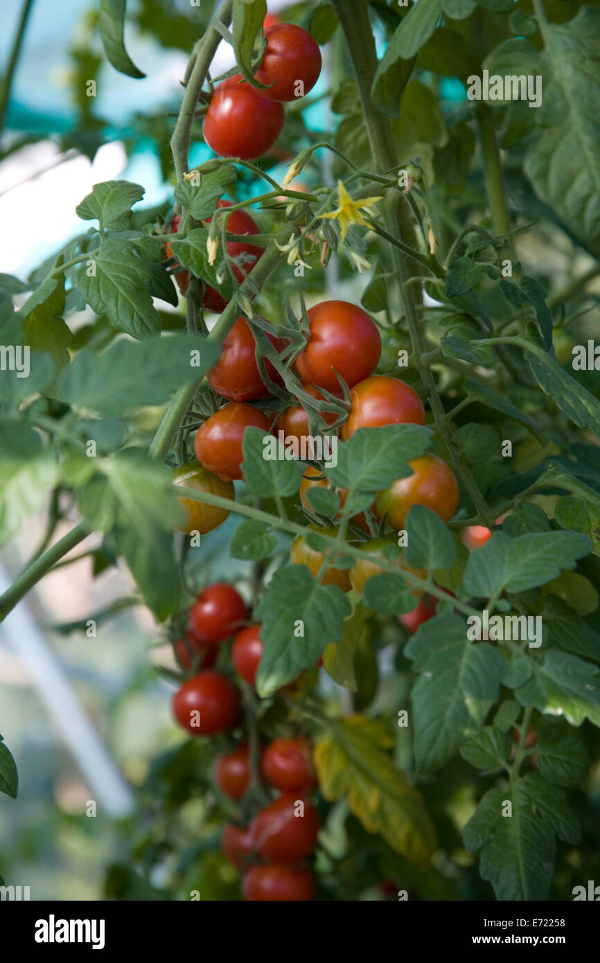 Ripe tomatoes on vine in greenhouse Stock Photo - Alamy