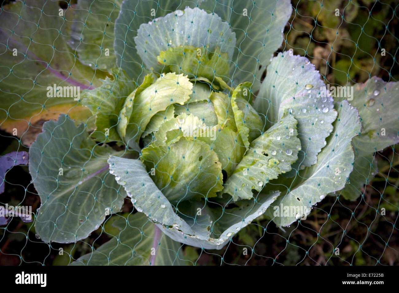 Cabbage netting hi-res stock photography and images - Alamy