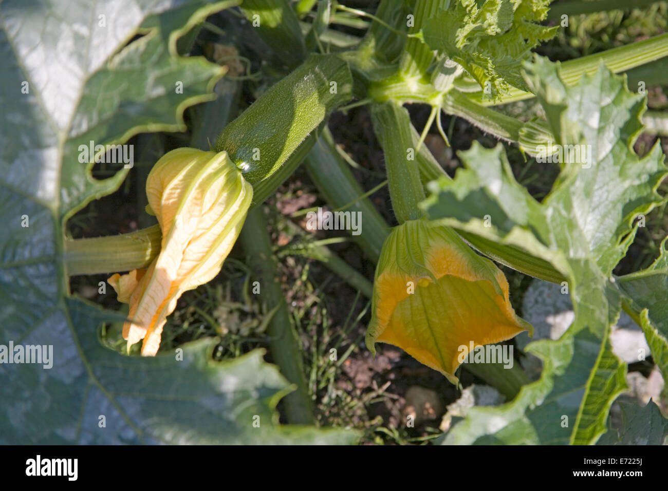 Courgettes with flowers on plant Stock Photo Alamy