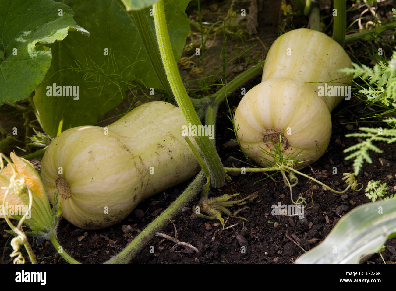 Butternut squash growing on plant Stock Photo Alamy