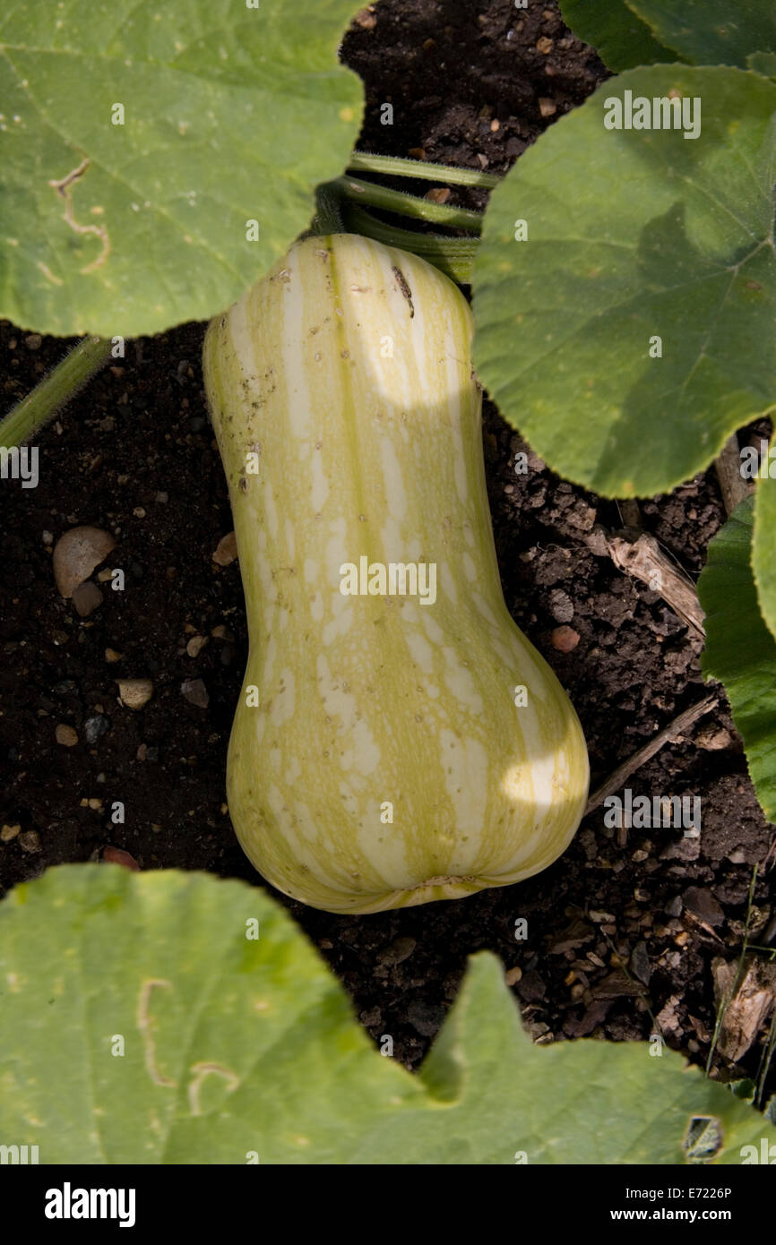 Butternut squash growing on plant Stock Photo Alamy