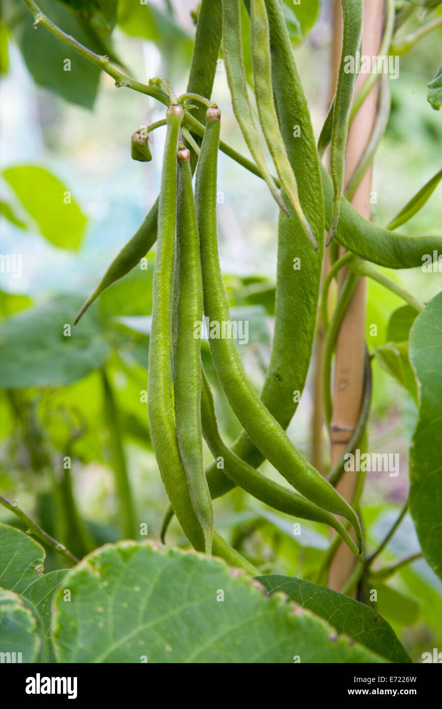 Runner Beans Canes High Resolution Stock Photography and Images Alamy