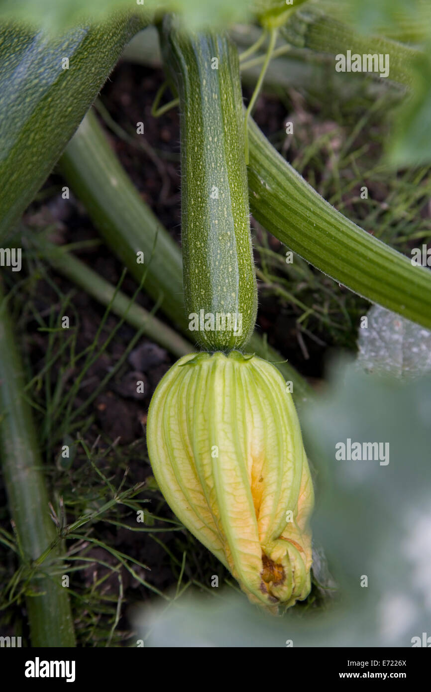 Courgette with flowers on plant Stock Photo Alamy