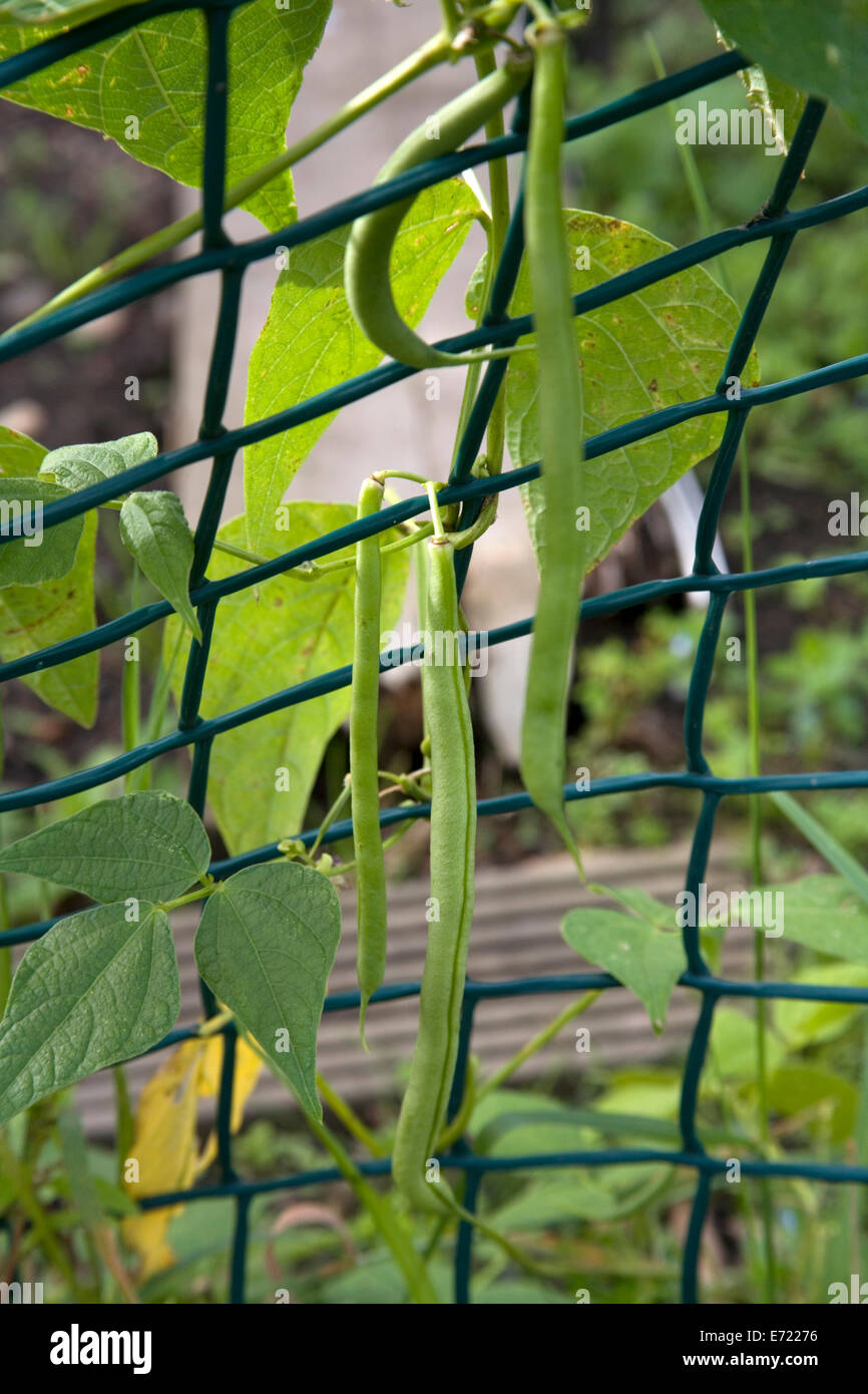 French beans plant hires stock photography and images Alamy