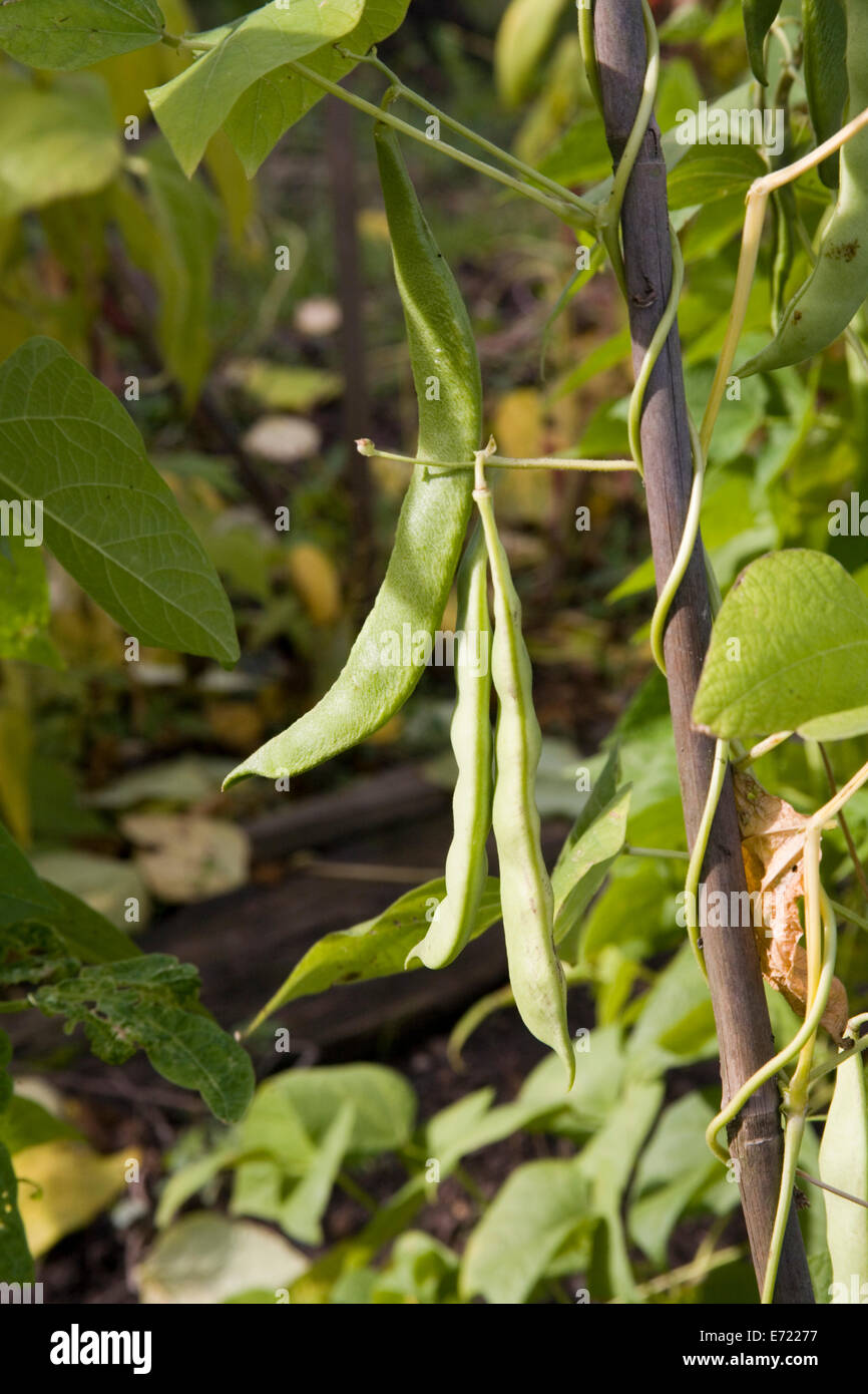 Runner beans canes hires stock photography and images Alamy