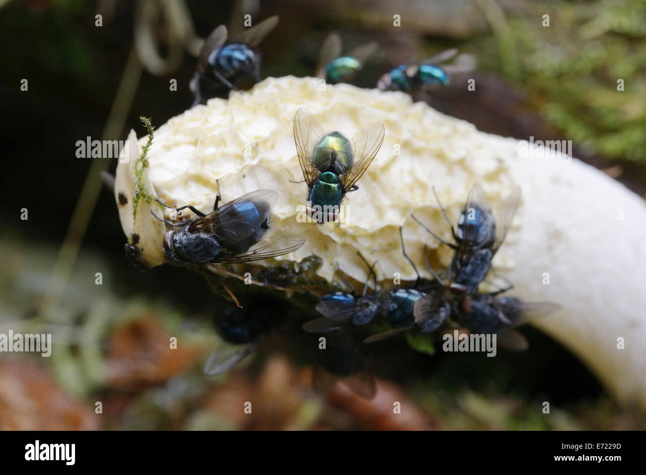 Greenbottle, Lucilia caesar and Bluebottles, Calliphora vomitoria, attracted to Phallus impudicus, Stinkhorn fungus, UK Stock Photo