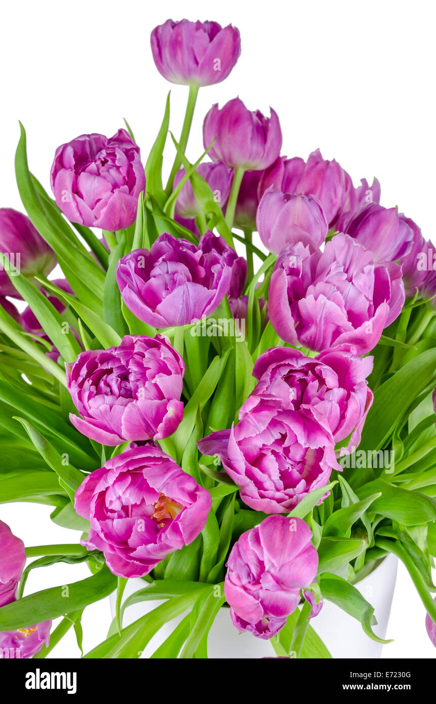 Beautiful bouquet of pink tulips in flowerpot isolated on white ...