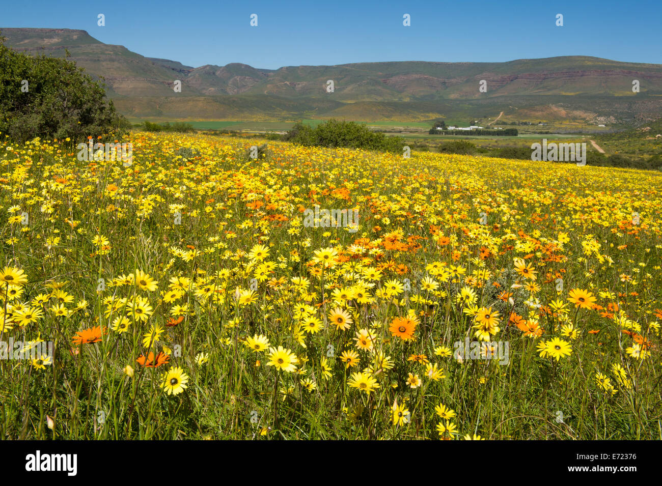 South africa spring flowers hires stock photography and images Alamy