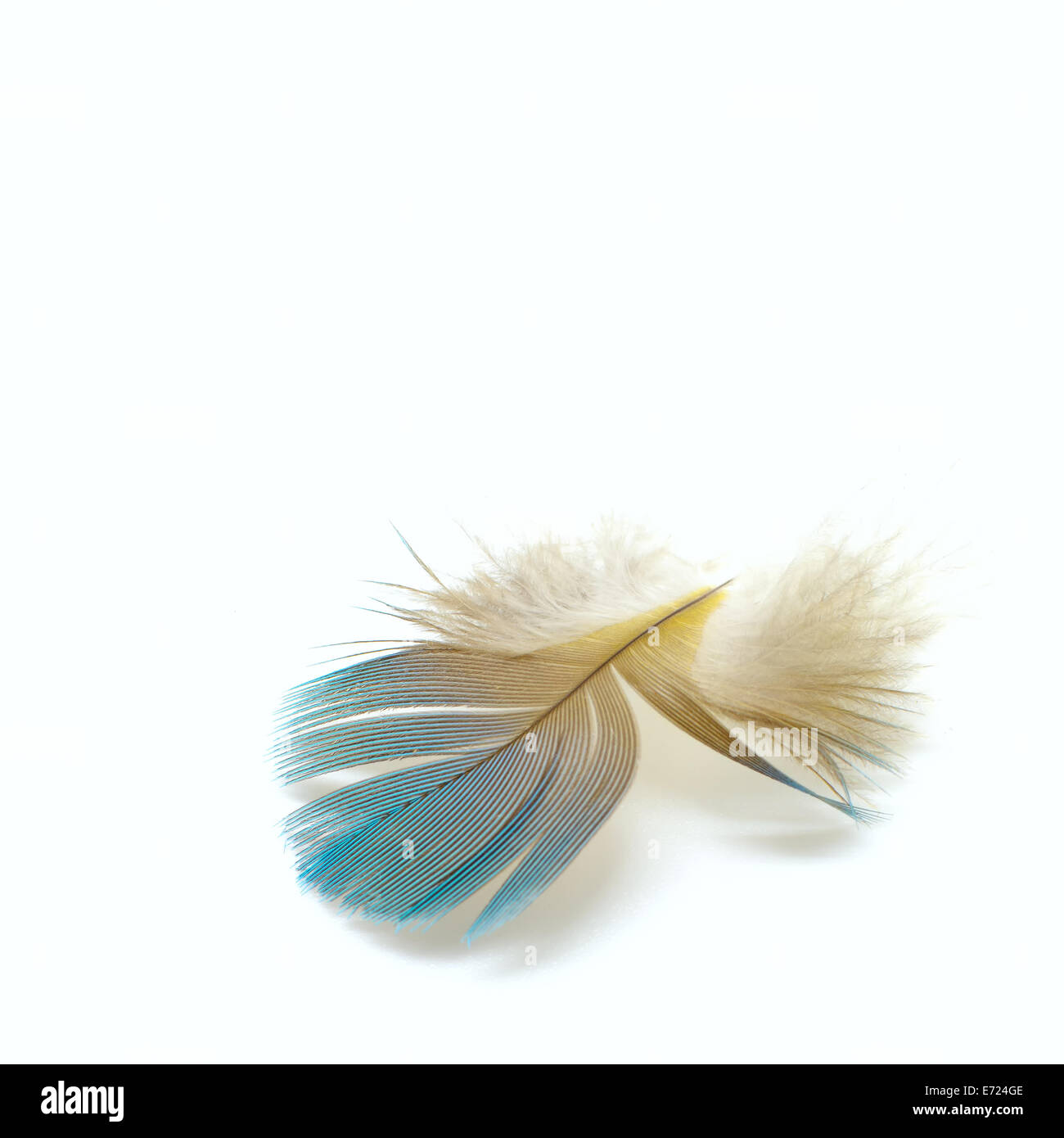 Bird feathers, isolated on a white background Stock Photo - Alamy