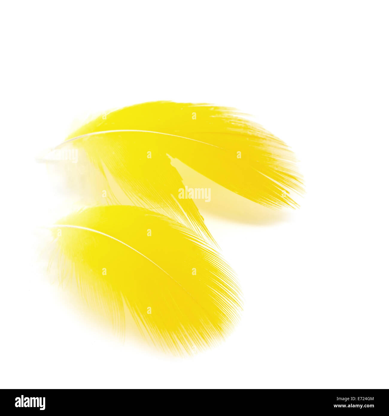 Bird feathers, isolated on a white background Stock Photo - Alamy