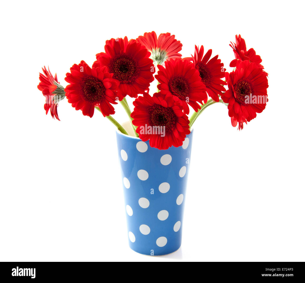 Bouquet gerbera's in blue white spotted vase over white Stock Photo Alamy