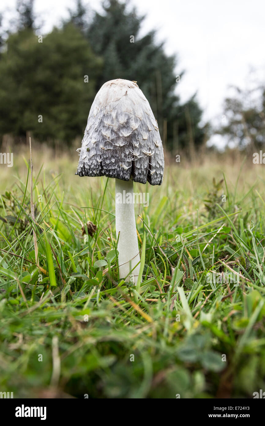 Shaggy Ink Cap Coprinus comatus Mushroom in a Woodland Clearing UK Stock Photo