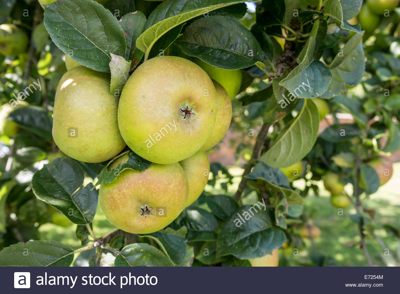 Pippin Apple Tree High Resolution Stock Photography and Images Alamy