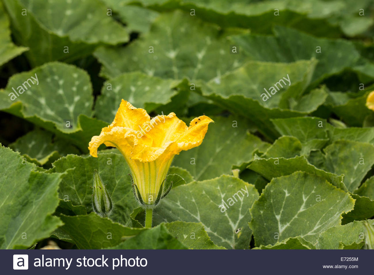 Butternut Squash Plant High Resolution Stock Photography and Images Alamy