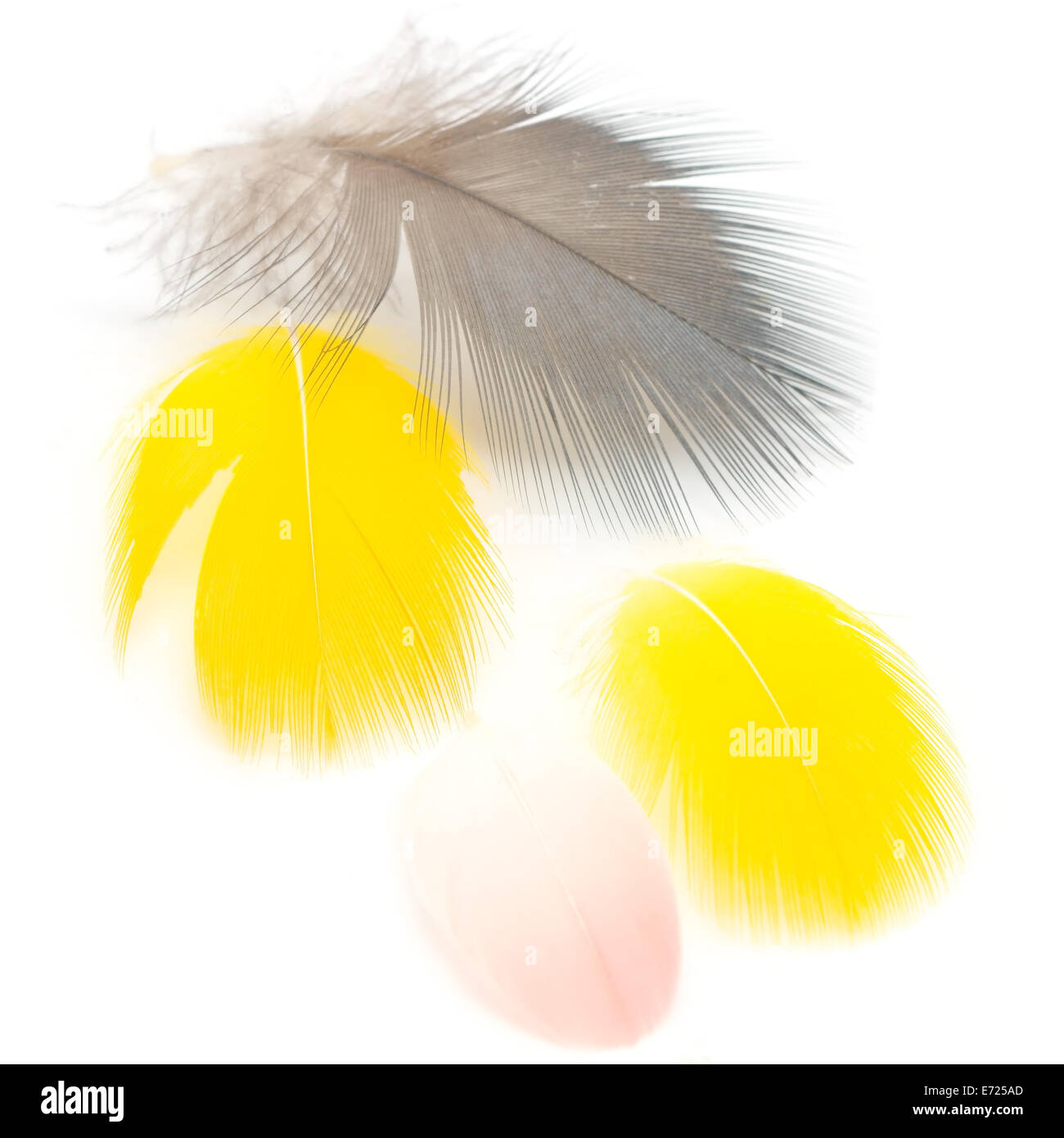 Bird feathers, isolated on a white background Stock Photo - Alamy