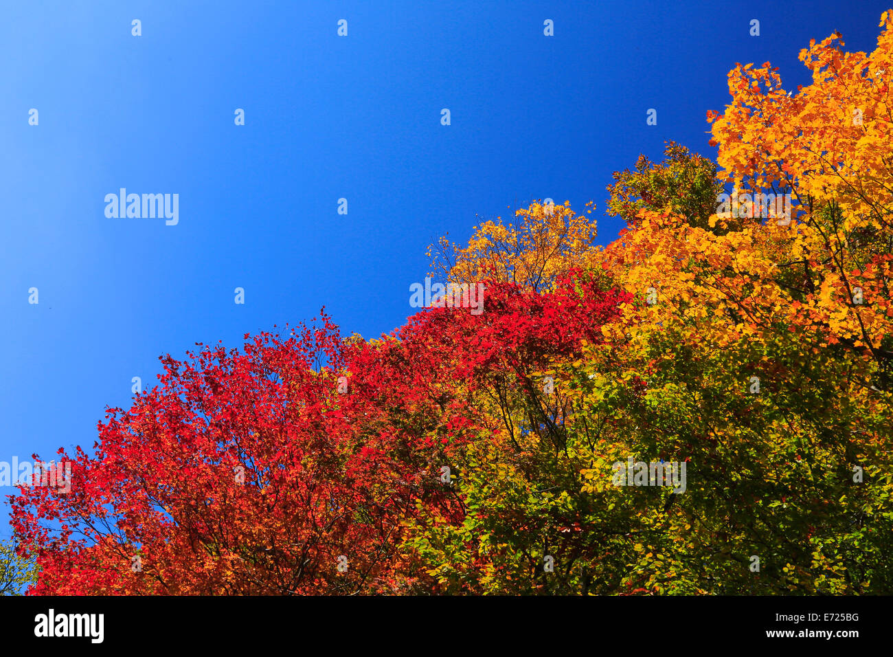 Autumn leaf against blue sky Stock Photo - Alamy