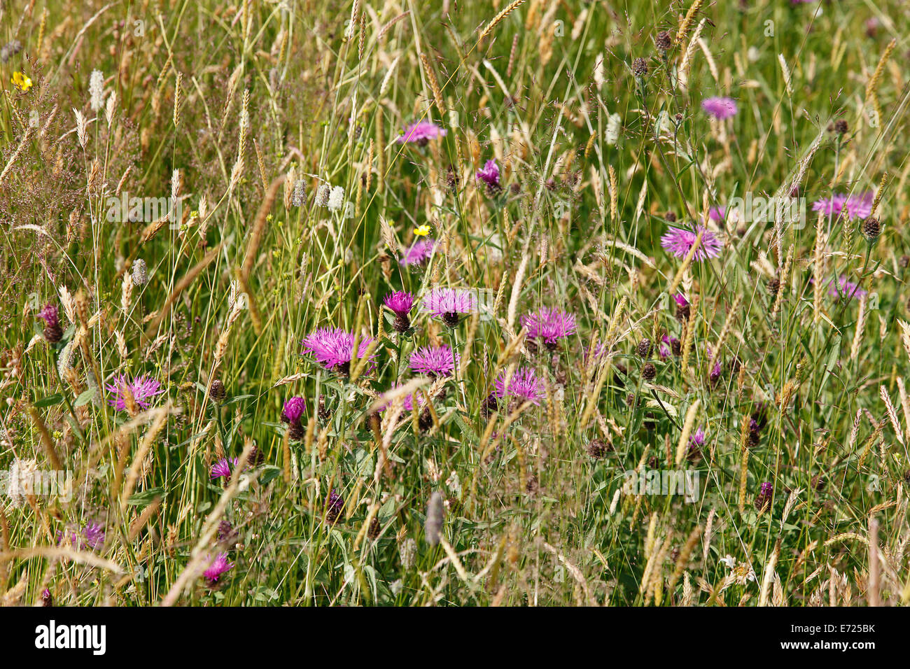 England, East Sussex, Rotherfield, Wild flower meadow of grasses and clovers. Stock Photo