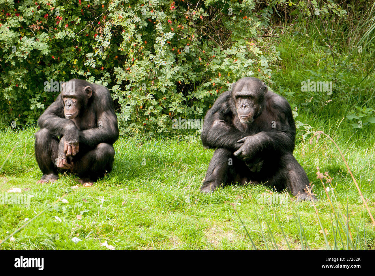 Two Chimpanzees in Whipsnade Zoo, Dunstable, Bedfordshire, United Kingdom Stock Photo