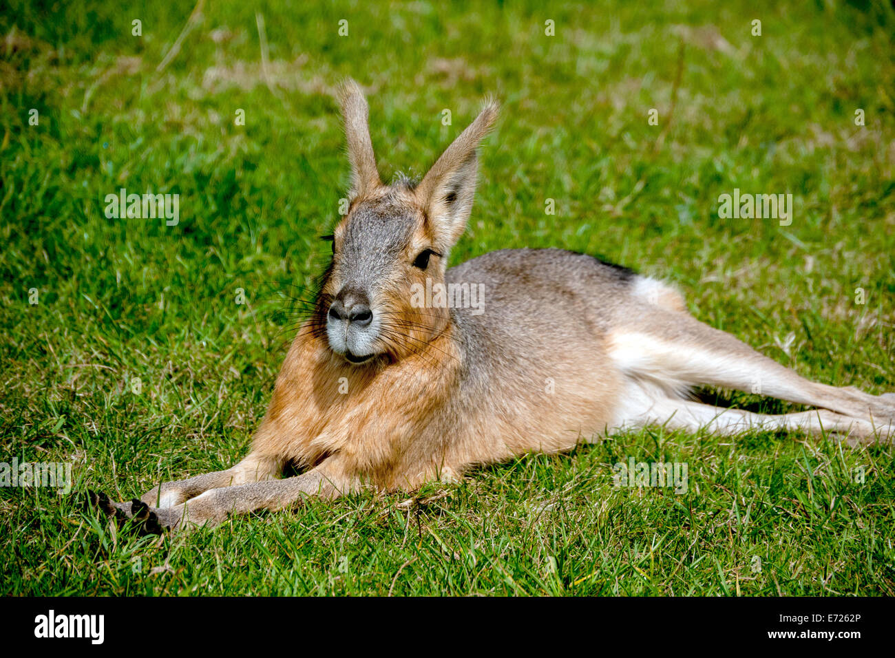 A Patagonian Mara,  in Whipsnade Zoo, Dunstable, Bedfordshire, United Kingdom Stock Photo