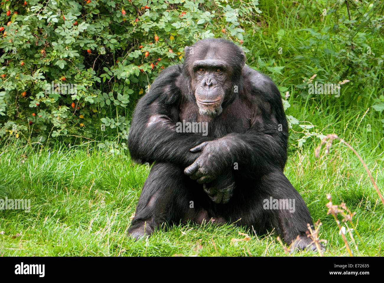 Chimpanzee in Whipsnade Zoo, Dunstable, Bedfordshire, United Kingdom Stock Photo
