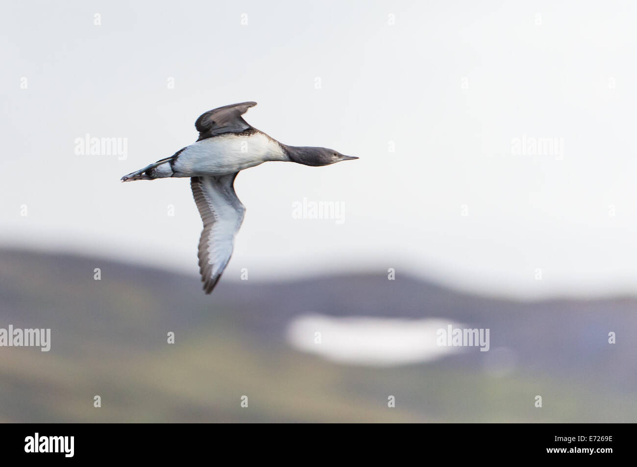 young Red-throated Diver in flight, Gavia stellata Stock Photo