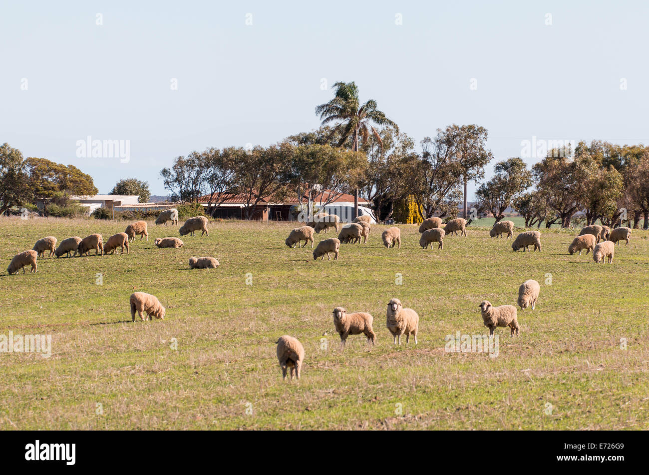 sheep farming in Australia Stock Photo Alamy