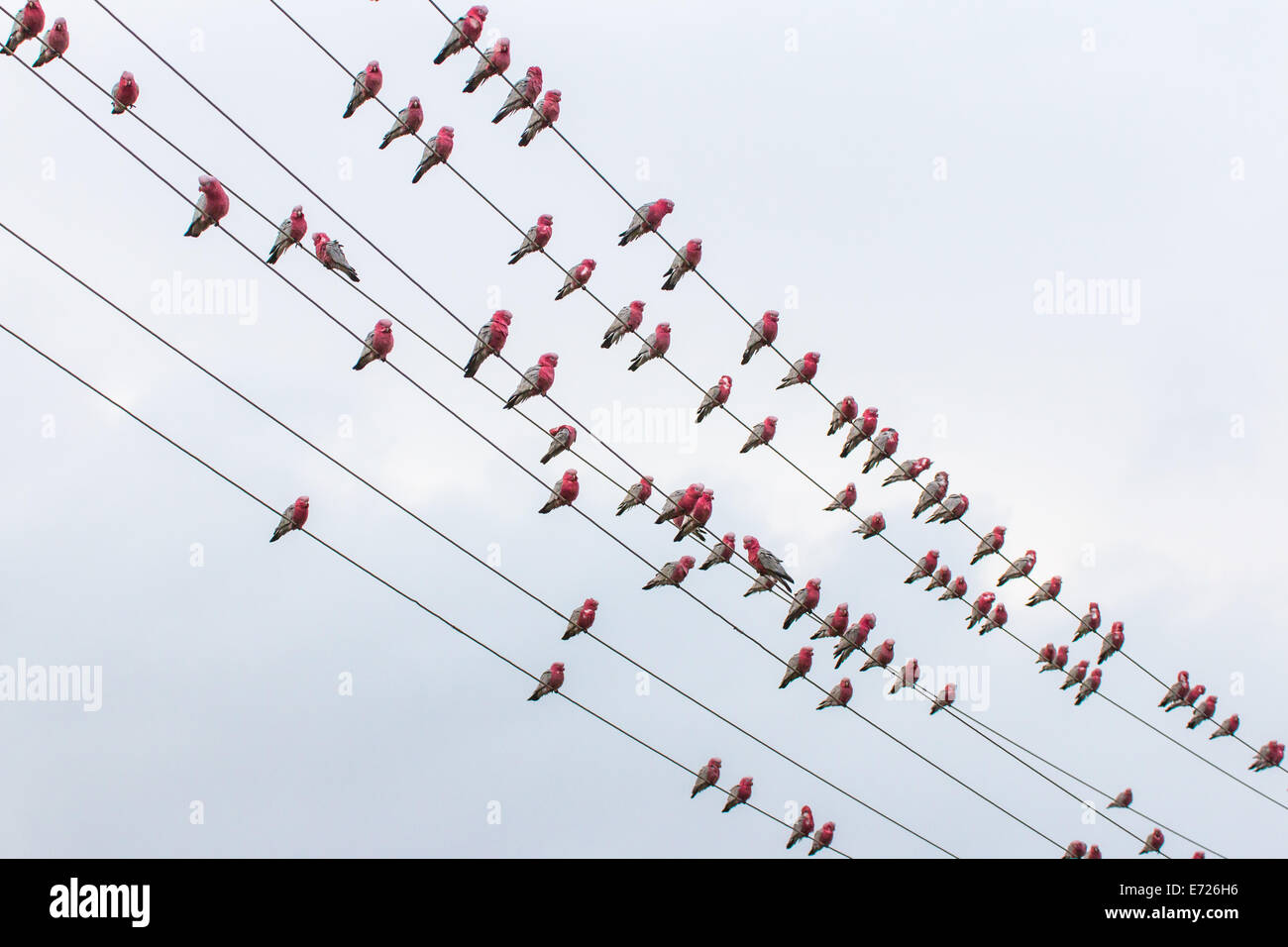 Galahs on electric wire, Eolophus roseicapillus Stock Photo