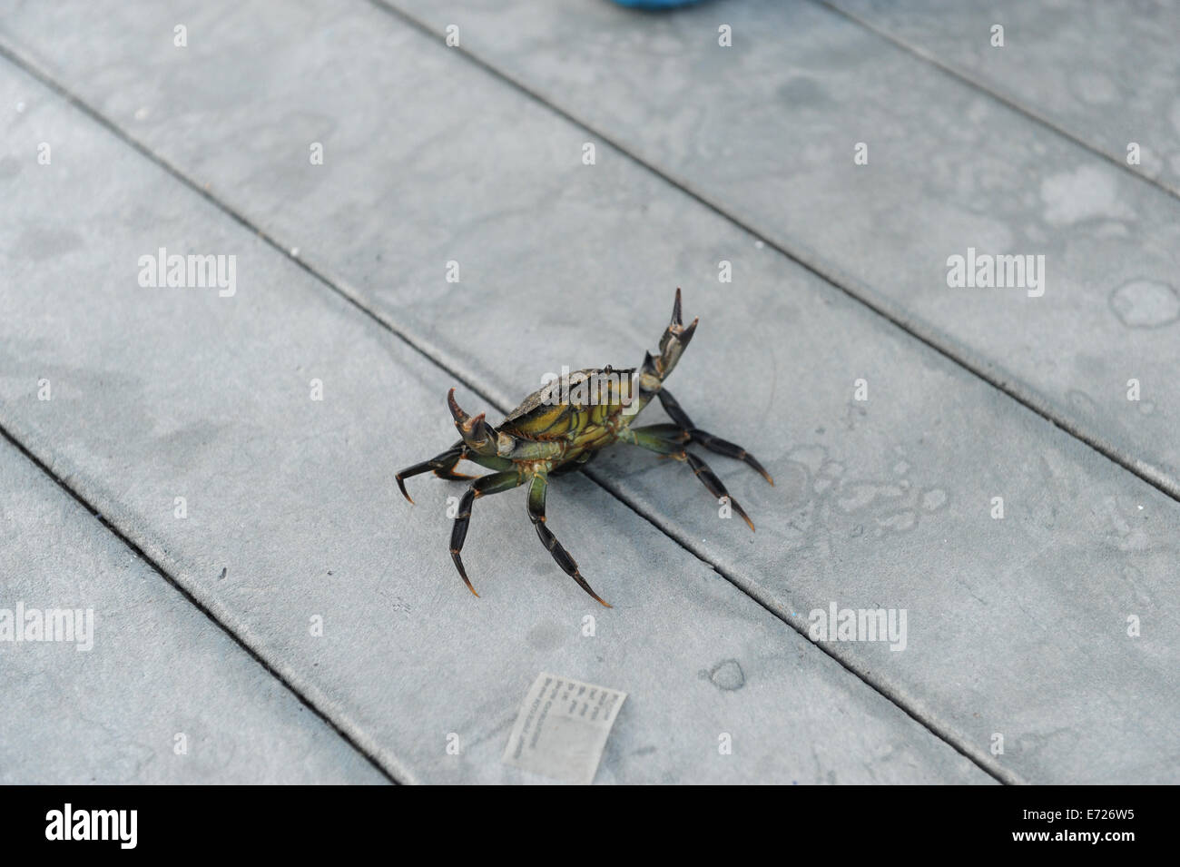 Crab line hi-res stock photography and images - Alamy