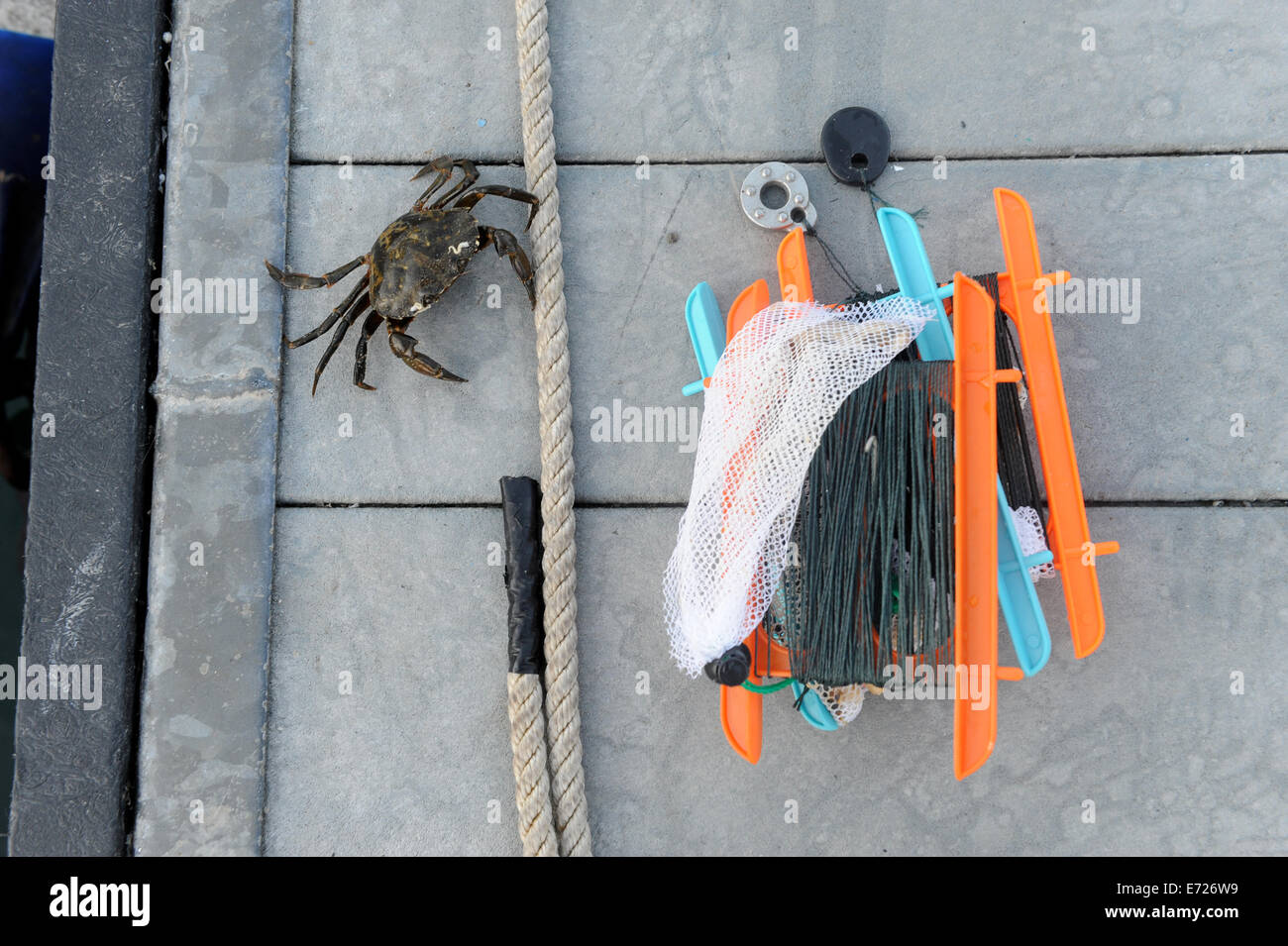 Crabs caught with a crabbing line on a pontoon in Fowey, Cornwall Stock  Photo - Alamy
