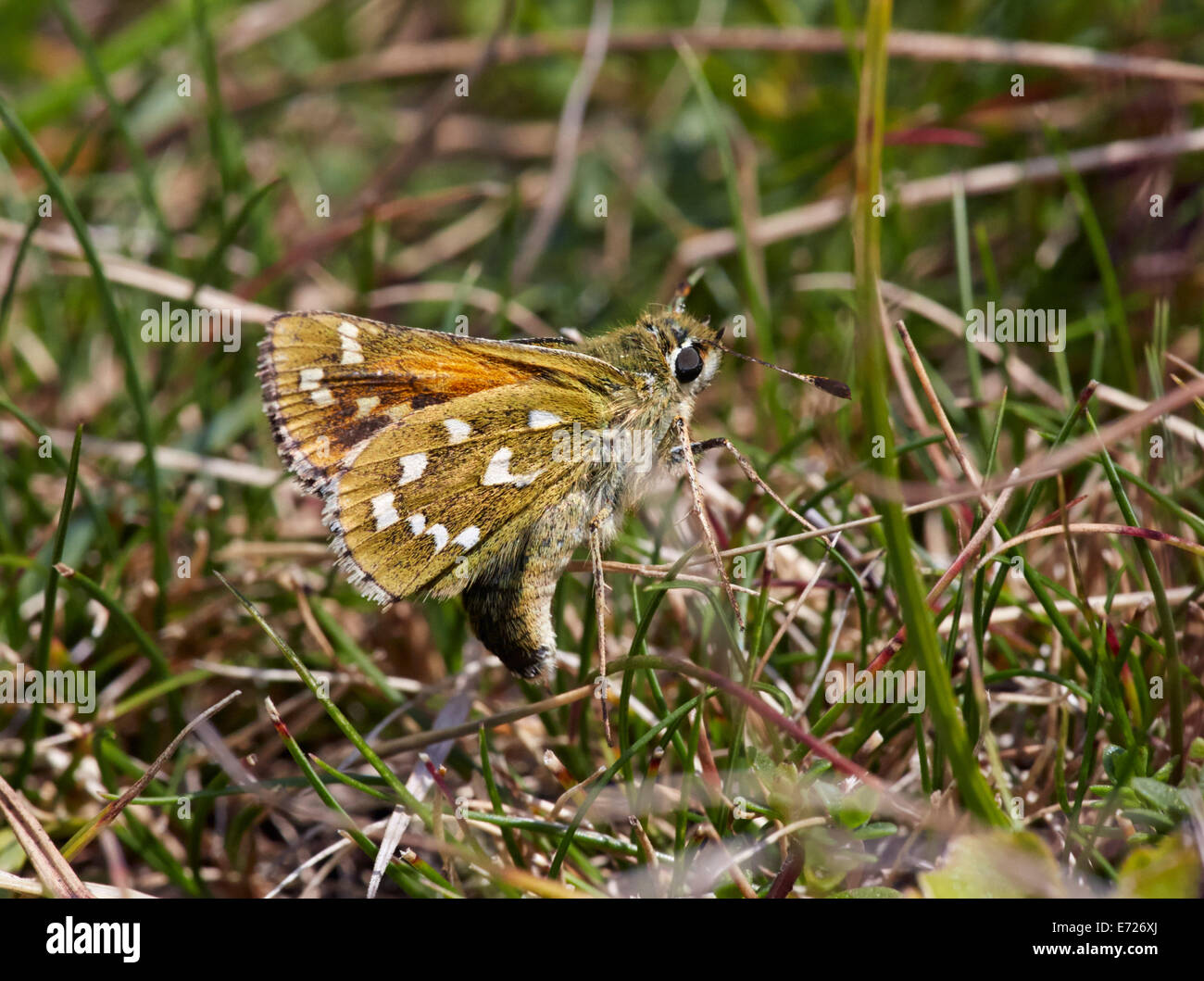 Silver-spotted Skipper egg laying on Sheep's Fescue grass. Denbies Hillside, Ranmore Common, Surrey, England. Stock Photo