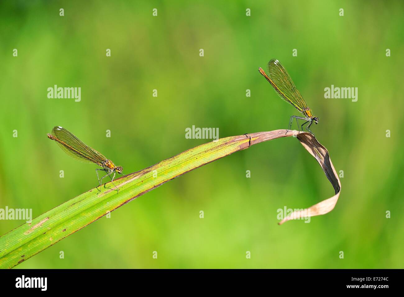 Two damselflies on a leaf Stock Photo - Alamy