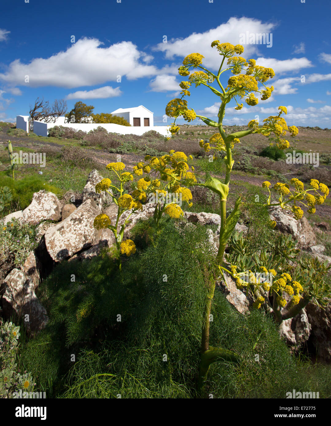 Canarian giant fennel ferula lancerottensis Stock Photo Alamy