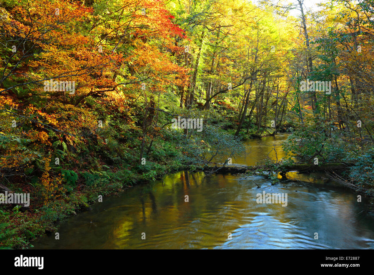 Autumn Colors of Oirase River, located at Aomori Prefecture Japan Stock ...