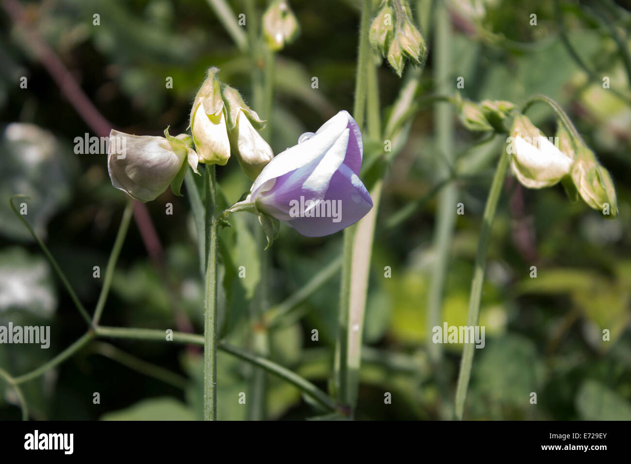Sweet Pea Flower Single High Resolution Stock Photography and Images