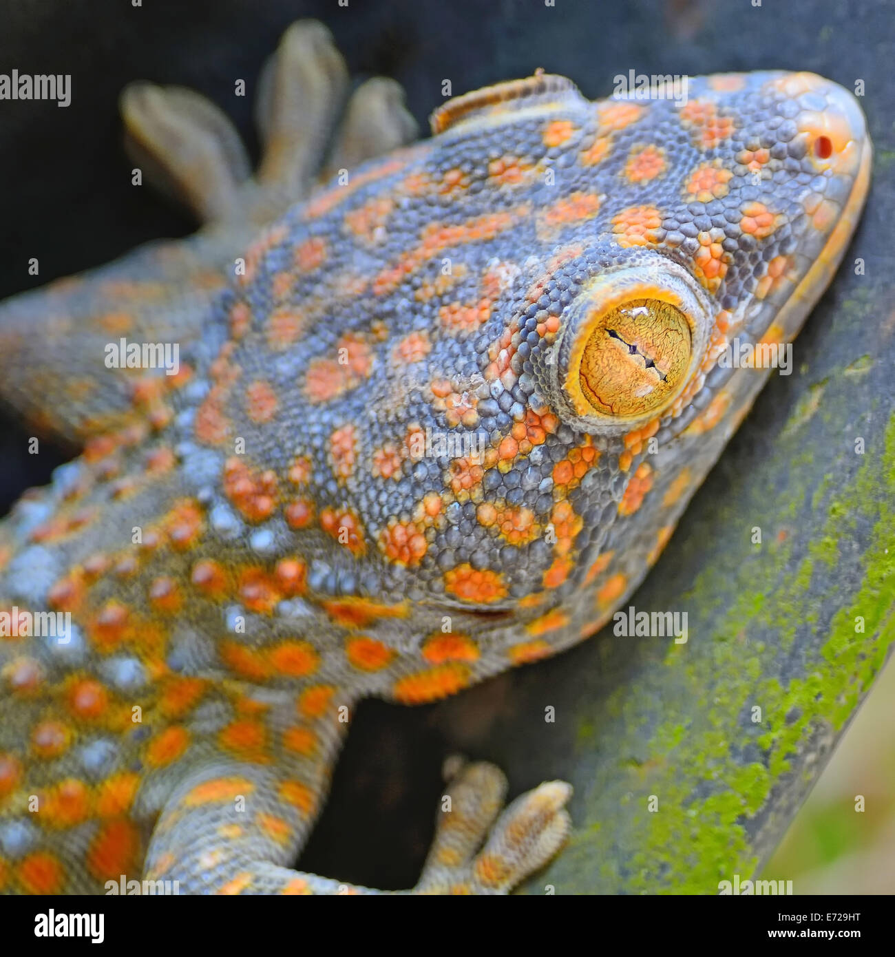 Beautiful gecko lizard, face and eye profile Stock Photo